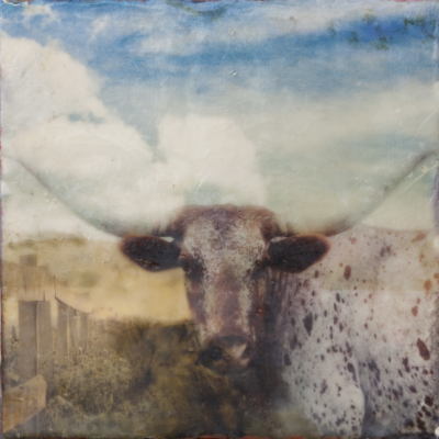 Longhorn-Dreams